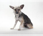 Small Mutt