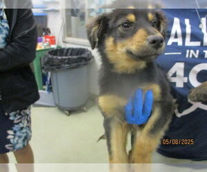 Australian Shepherd-Unknown Mix Dogs for adoption in Oklahoma City, OK, USA