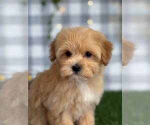 Maltipoo (Miniature) Puppy for sale in MARIETTA, GA, USA