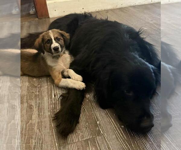 Medium Photo #2 Australian Shepherd-Dachshund Mix Puppy For Sale in Portland, IN, USA