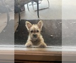 Puppy Ella Yorkshire Terrier