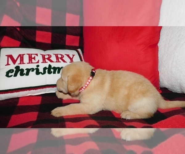 Medium Photo #6 Labrador Retriever Puppy For Sale in NEENAH, WI, USA