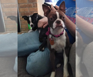 Mother of the Boston Terrier puppies born on 12/14/2019