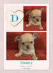 Small Photo #1 ShiChi Puppy For Sale in YOUNGSVILLE, NC, USA