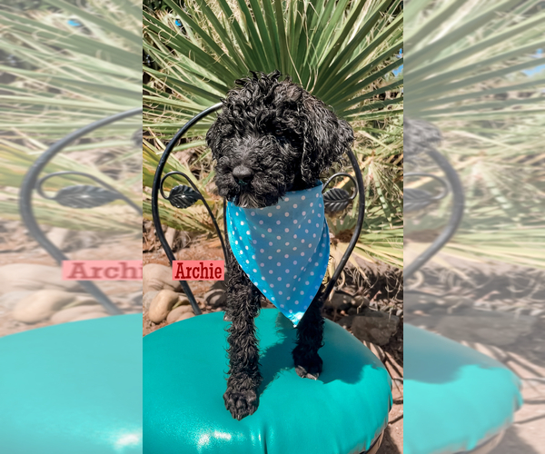 Medium Photo #1 Poodle (Standard) Puppy For Sale in EXETER, CA, USA