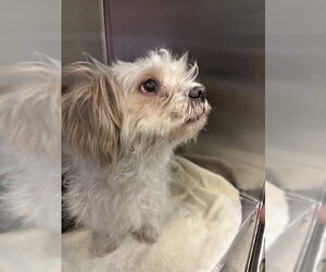 Maltese-Unknown Mix Dogs for adoption in Rancho Cucamonga, CA, USA