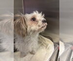 OPAL - Female Maltese-Unknown Mix Dog for Adoption - Small photo