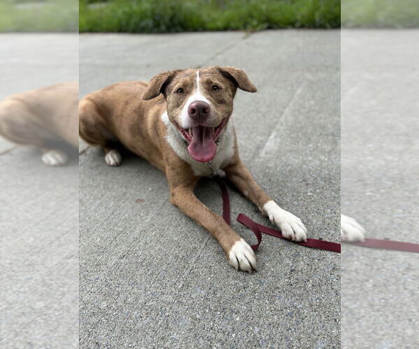 Medium Photo #21 Australian Shepherd-Catahoula Leopard Dog Mix Puppy For Sale in Brewster, NY, USA