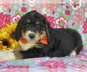 Bernedoodle Puppy for sale in LANCASTER, PA, USA