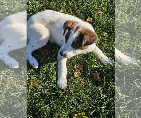 Medium Photo #2 Mutt Puppy For Sale in Garden City, NY, USA