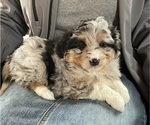 Small Photo #2 F2 Aussiedoodle Puppy For Sale in BERLIN, NJ, USA