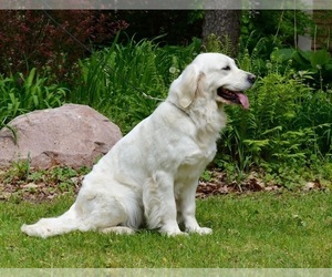 Mother of the English Cream Golden Retriever puppies born on 02/07/2023