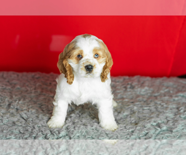Medium Photo #14 Cocker Spaniel Puppy For Sale in NAPPANEE, IN, USA