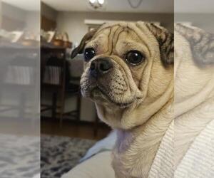Pug Dogs for adoption in Indianapolis, IN, USA