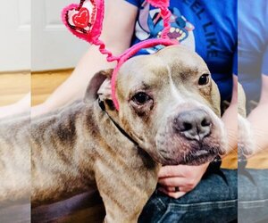 American Pit Bull Terrier-Bulldog Mix Dogs for adoption in Princeton, MN, USA