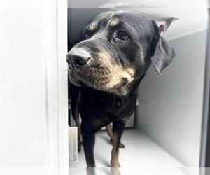 Rottweiler-Unknown Mix Dogs for adoption in Houston, TX, USA