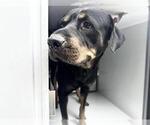 Small Rottweiler Mix