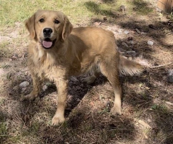 Medium Photo #1 Golden Retriever Puppy For Sale in BYERS, CO, USA