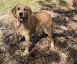 Mother of the Golden Retriever puppies born on 04/21/2025