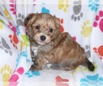 Small Photo #9 Morkie Puppy For Sale in ORO VALLEY, AZ, USA