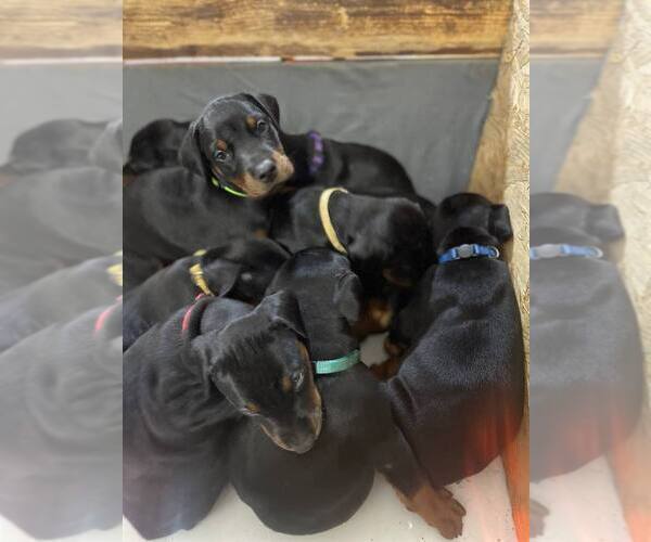 Medium Photo #1 Doberman Pinscher Puppy For Sale in MONTPELIER, VA, USA
