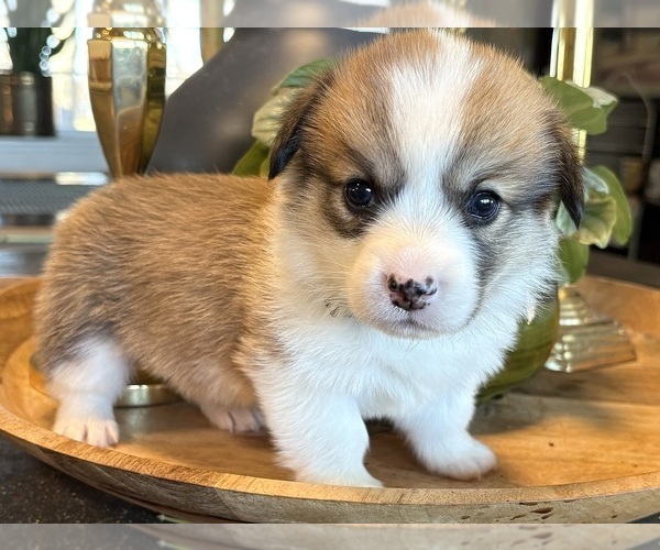 Medium Photo #12 Pembroke Welsh Corgi Puppy For Sale in WEATHERFORD, TX, USA