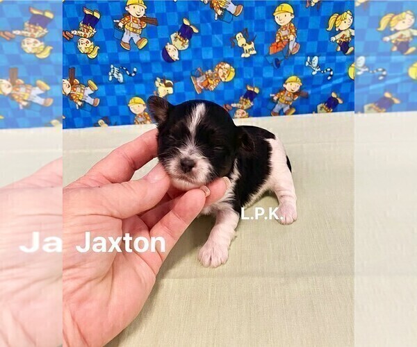 Medium Photo #3 YorkiePoo Puppy For Sale in WINNSBORO, LA, USA