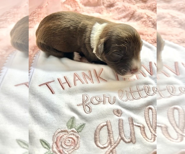 Medium Photo #6 Portuguese Water Dog Puppy For Sale in BAYTOWN, TX, USA