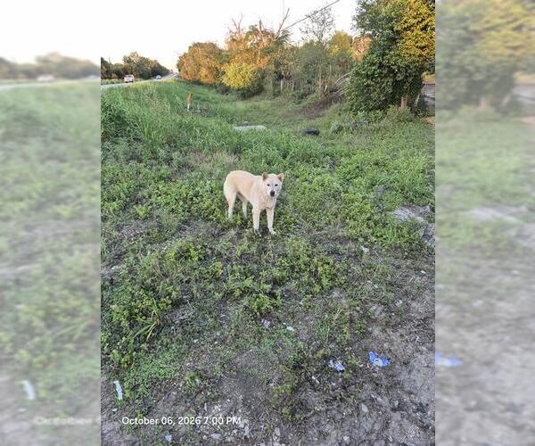 Medium Photo #1 Chow Chow-Unknown Mix Puppy For Sale in San Antonio, TX, USA