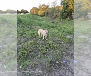 Chow Chow-Unknown Mix Dogs for adoption in San Antonio, TX, USA