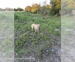 BRUNO - Male Chow Chow-Unknown Mix Dog for Adoption - Small photo