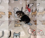 Small #10 Morkie