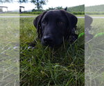 Small #1 Labrador Retriever Mix