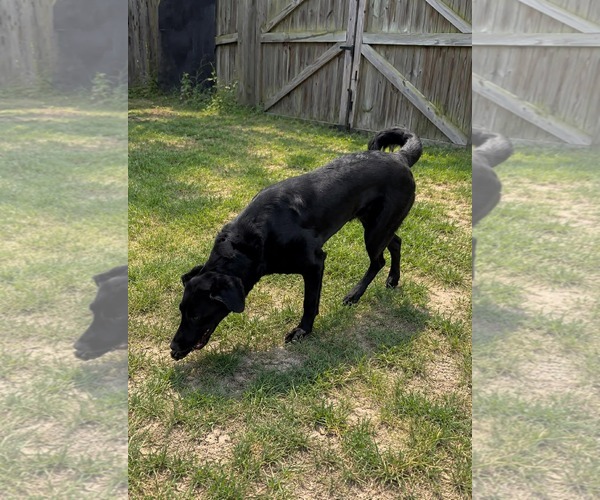 Medium Photo #2 Labrador Retriever-Unknown Mix Puppy For Sale in Thomasville, NC, USA
