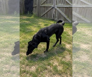 Aura - Female Labrador Retriever-Unknown Mix Dog for Adoption - Photo #2