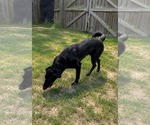 Small #1 Labrador Retriever Mix