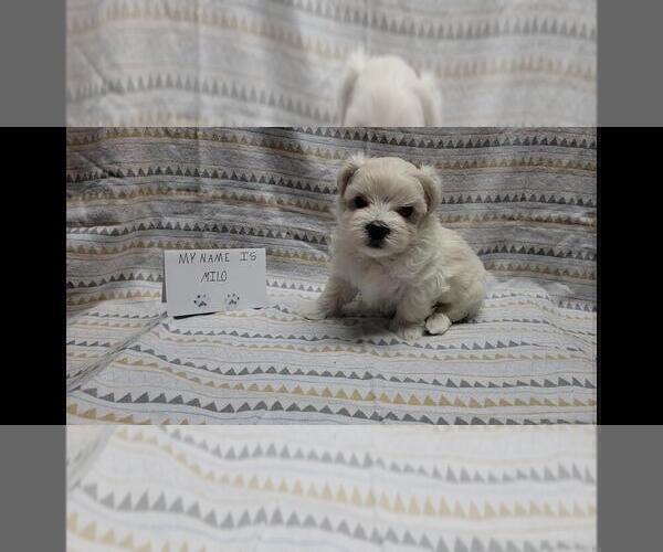 Medium Photo #2 Maltipoo Puppy For Sale in BROOKFIELD, MO, USA