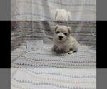 Small Photo #2 Maltipoo Puppy For Sale in BROOKFIELD, MO, USA