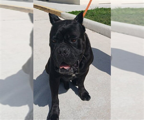 Medium Photo #1 Mutt Puppy For Sale in Fort Lauderdale, FL, USA