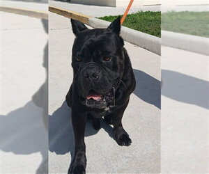 Mutt Dogs for adoption in Fort Lauderdale, FL, USA