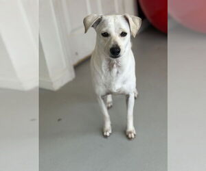Buttercup #2575 - Female Italian Greyhuahua Dog for Adoption - Photo #3