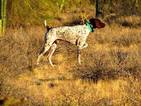 Small Photo #1 German Shorthaired Pointer Puppy For Sale in QUEEN CREEK, AZ, USA