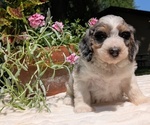 Small #3 Miniature Bernedoodle