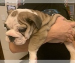 Small #7 Bulldog