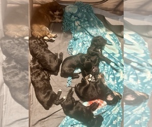 Aussiedoodle Puppy for sale in NEWTON, KS, USA