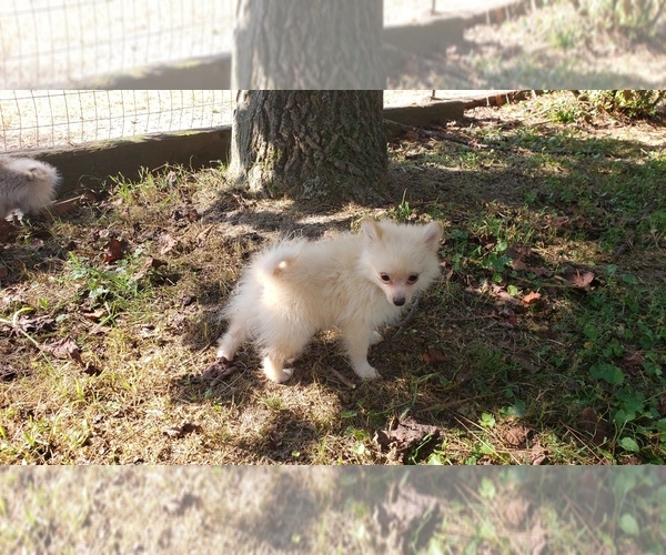 Medium Photo #17 Pomeranian Puppy For Sale in DINWIDDIE, VA, USA