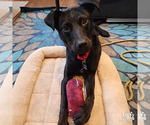 Small #3 Labrador Retriever Mix