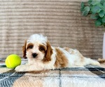 Small #2 Cavapoo (Miniature)