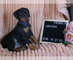 Small #2 Doberman Pinscher
