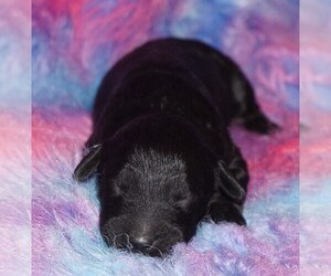 Labradoodle Puppy for sale in LA HABRA, CA, USA